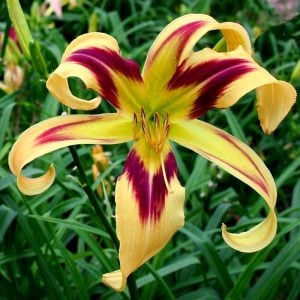 Free Wheelin güngüzeli çiçeği saksıda hemerocallis