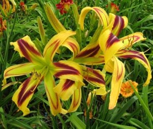 Free Wheelin güngüzeli çiçeği saksıda hemerocallis