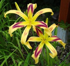 Free Wheelin güngüzeli çiçeği saksıda hemerocallis