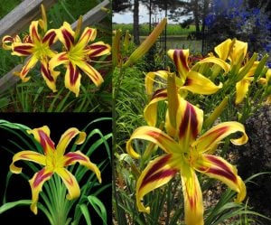 Free Wheelin güngüzeli çiçeği saksıda hemerocallis