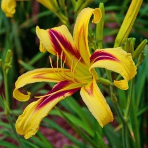 Free Wheelin güngüzeli çiçeği saksıda hemerocallis