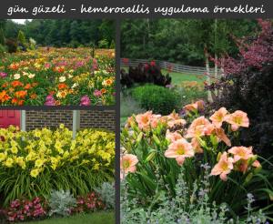Free Wheelin güngüzeli çiçeği saksıda hemerocallis