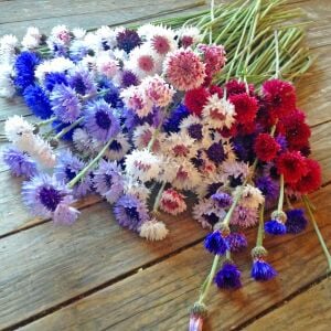 Uzun peygamber çiçeği tohumu karışımı centaurea cyanus cornflower