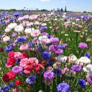 Uzun peygamber çiçeği tohumu karışımı centaurea cyanus cornflower