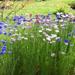 Uzun peygamber çiçeği tohumu karışımı centaurea cyanus cornflower