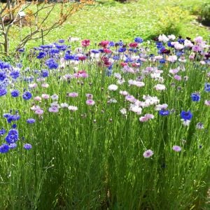 Uzun peygamber çiçeği tohumu karışımı centaurea cyanus cornflower
