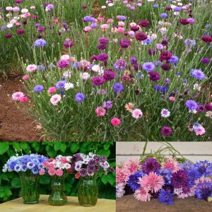 Uzun peygamber çiçeği tohumu karışımı centaurea cyanus cornflower