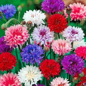 Uzun peygamber çiçeği tohumu karışımı centaurea cyanus cornflower