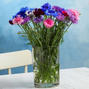 Uzun peygamber çiçeği tohumu karışımı centaurea cyanus cornflower