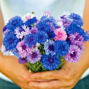 Uzun peygamber çiçeği tohumu karışımı centaurea cyanus cornflower