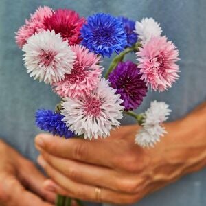 Uzun peygamber çiçeği tohumu karışımı centaurea cyanus cornflower