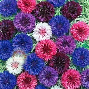 Uzun peygamber çiçeği tohumu karışımı centaurea cyanus cornflower