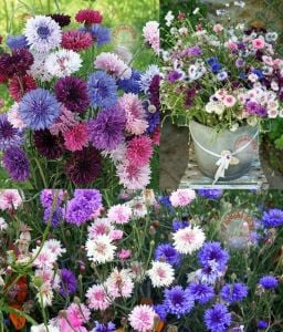 Uzun peygamber çiçeği tohumu karışımı centaurea cyanus cornflower