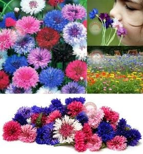 Uzun peygamber çiçeği tohumu karışımı centaurea cyanus cornflower