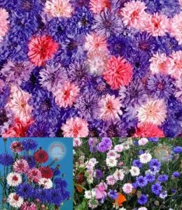 Uzun peygamber çiçeği tohumu karışımı centaurea cyanus cornflower