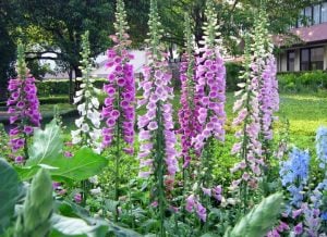 Bodur Foxy yüksükotu fidesi karışımı digitalis purpurea