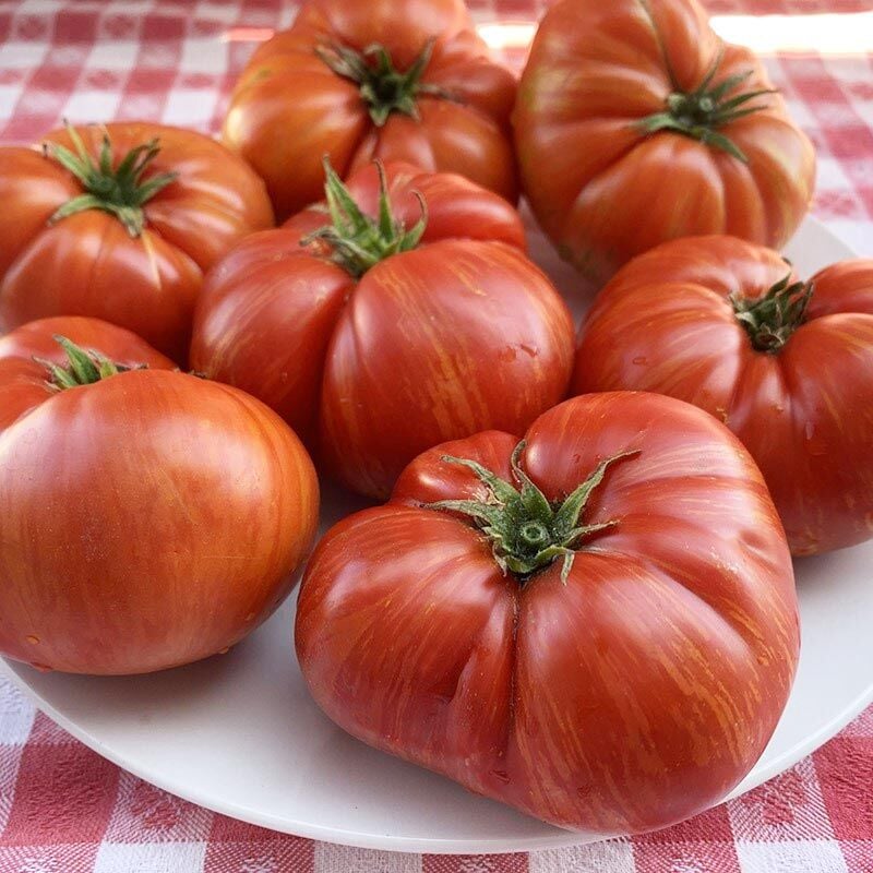 Cüce Hannah’s Prize Domates Tohumu Bodur Domates Projesi