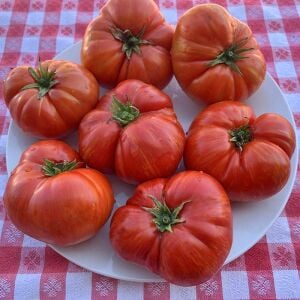 Cüce Hannah’s Prize Domates Tohumu Bodur Domates Projesi