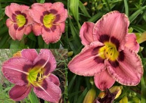 Always Afternoon güngüzeli çiçeği saksıda hemerocallis