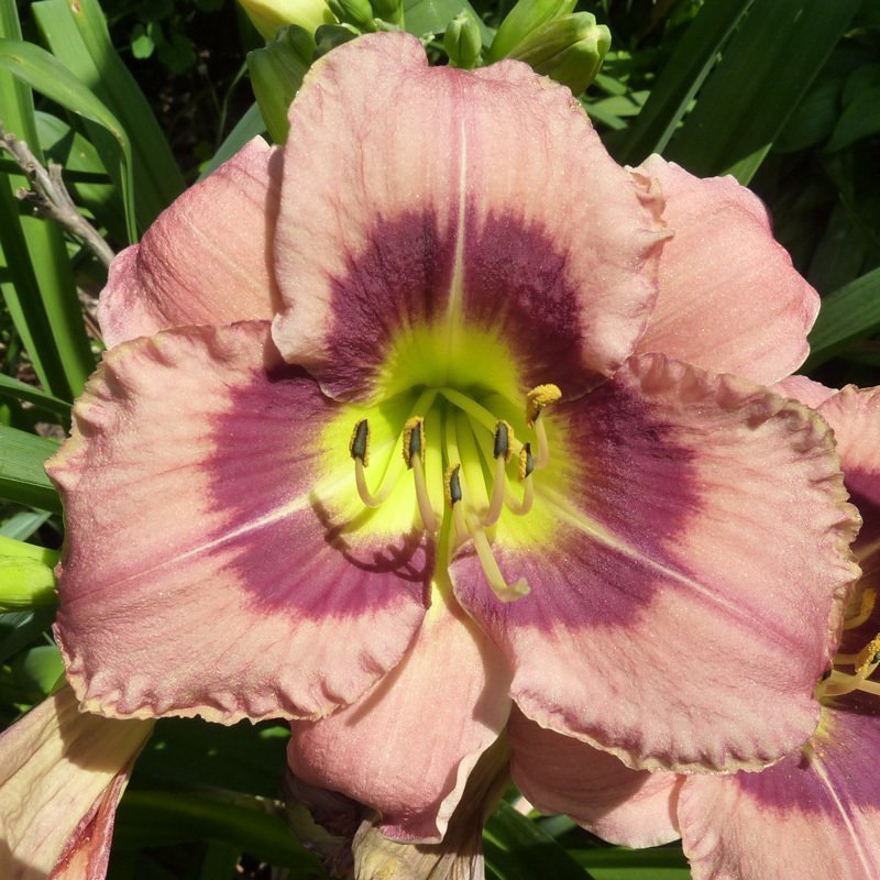 Always Afternoon güngüzeli çiçeği saksıda hemerocallis