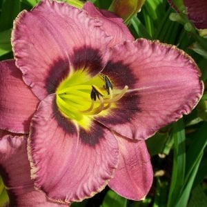 Always Afternoon güngüzeli çiçeği saksıda hemerocallis