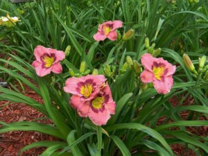 Always Afternoon güngüzeli çiçeği saksıda hemerocallis