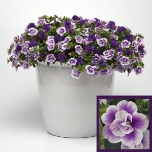 Katlı çift renk mavi sarkan calibrachoa fidesi double blue bicolor
