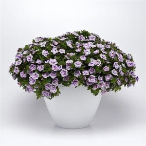 Katlı çift renk mavi sarkan calibrachoa fidesi double blue bicolor