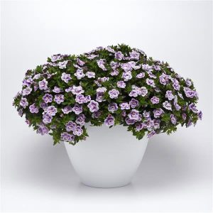 Katlı çift renk mavi sarkan calibrachoa fidesi double blue bicolor