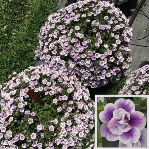 Katlı çift renk mavi sarkan calibrachoa fidesi double blue bicolor