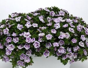 Katlı çift renk mavi sarkan calibrachoa fidesi double blue bicolor