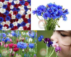 Havaifişek peygamber çiçeği tohumu karışımı centaurea cyanus cornflower
