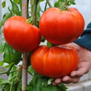 Ultimate Giant Atalık Dev Domates Tohumu