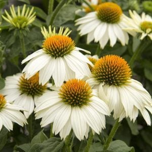 Ekinezya çiçeği saksıda white swan echinacea