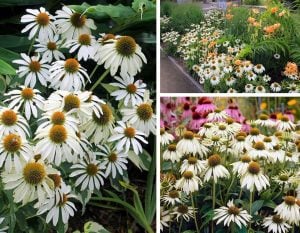 Ekinezya çiçeği saksıda white swan echinacea