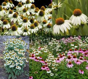 Ekinezya çiçeği saksıda white swan echinacea