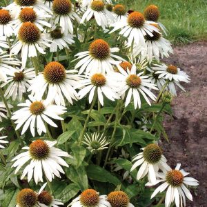 Ekinezya çiçeği saksıda white swan echinacea