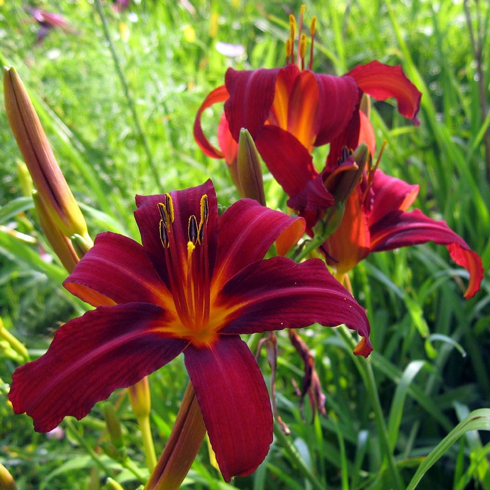 Sammy Russell güngüzeli çiçeği saksıda hemerocallis