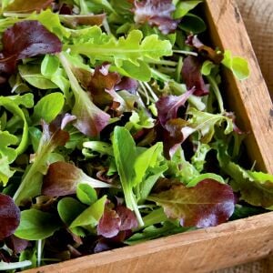 Fransız mesclun salata tohum karışımı