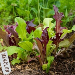 Fransız mesclun salata tohum karışımı