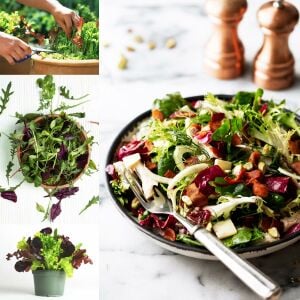 Fransız mesclun salata tohum karışımı