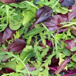 Fransız mesclun salata tohum karışımı
