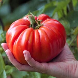 Radyatörcü Charlie'nin İpotek Kaldıran domates tohumu Atalık