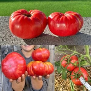 Radyatörcü Charlie'nin İpotek Kaldıran domates tohumu Atalık