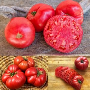 Radyatörcü Charlie'nin İpotek Kaldıran domates tohumu Atalık