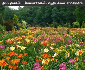 Childrens Festival güngüzeli çiçeği saksıda hemerocallis