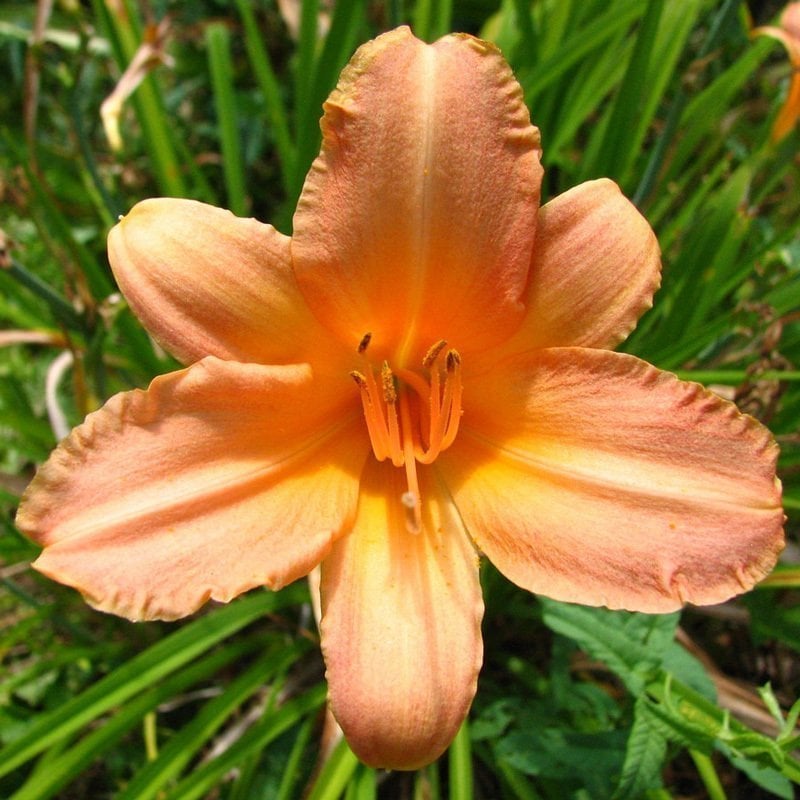 Childrens Festival güngüzeli çiçeği saksıda hemerocallis