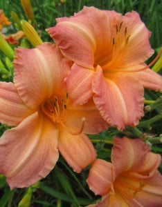 Childrens Festival güngüzeli çiçeği saksıda hemerocallis