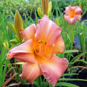 Childrens Festival güngüzeli çiçeği saksıda hemerocallis