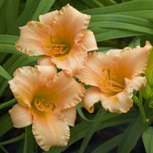 Childrens Festival güngüzeli çiçeği saksıda hemerocallis